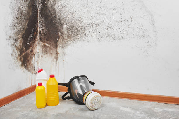 Best Localized Mold Remediation (e.g., coastal areas, humid climates) in Nevada, MO