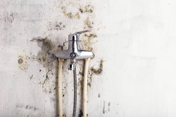 Best Kitchen Mold Remediation in Nevada, MO