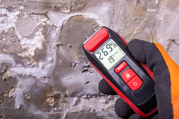 Best Basement Mold Remediation in Nevada, MO