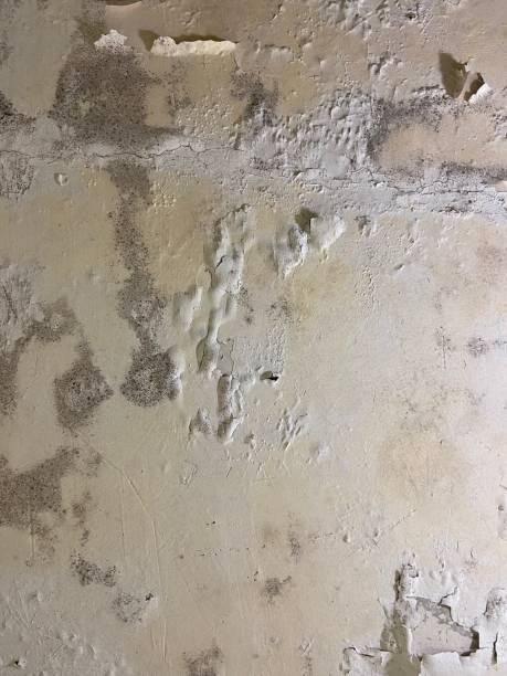 Best White Mold Remediation in Nevada, MO
