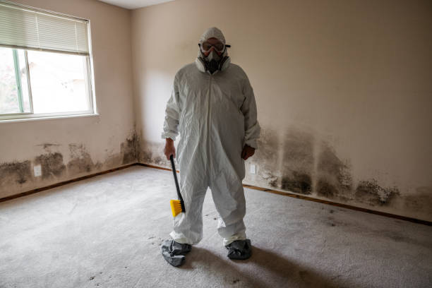 Best Industrial Mold Remediation in Nevada, MO