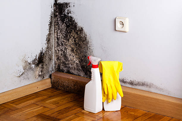 Best Post-Flood Mold Remediation in Nevada, MO