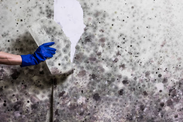 Best Commercial Mold Remediation in Nevada, MO