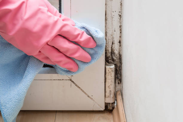 Best Residential Mold Remediation in Nevada, MO