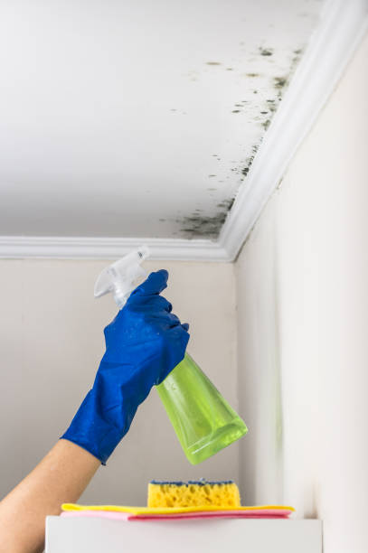 Best Basement Mold Remediation in Nevada, MO